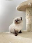 fluffig Ragdoll Hona