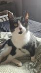 Bondkatt