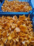 Kantareller 