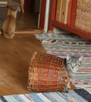 Kattpojke på landet söker sin familj