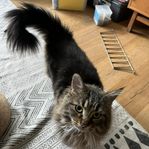 Katt säljes 