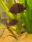Akvariefiskar olika arter ciklider, malar 