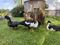 Myskankor