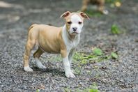 American Staffordshire Terrier valpar - hane & Tik 