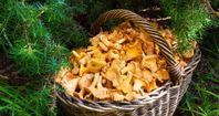 Kantareller 