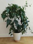 Passionsblomma, Passiflora edulis