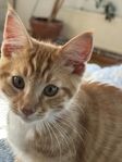 Kattunge, Main Coon blandras