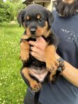 Rottweiler valpar