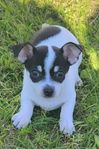 Chihuahua valpar Korthårig