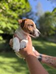 Jack Russell Terrier Valpar - Leveransklara