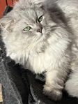 Teddie finns tillgänglig för friska honor