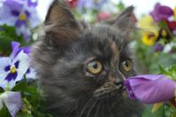 Kattunge