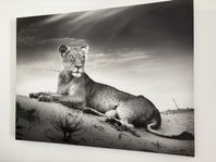Canvas-tavla, lejon