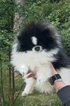 Liten super fin Pomeranian tik, 11 mån