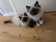 Ragdoll kattungar Stamtavla 