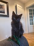 Kattunge