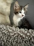 Ragdoll Maine Coon 