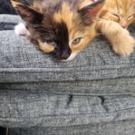 kattunge
