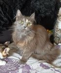 katthona