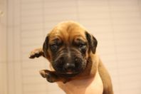 Rhodesian Ridgeback valp - lev 26 aug