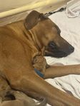 Rhodesian Ridgeback – Hane söker aktivt och kärleksfullt