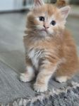 Maine Coon kattungar med stamtavla 