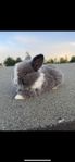 Mini lop ungar 