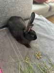 Kanin med mat och tillbehör behöver nytt hem omgående! 