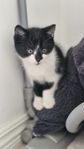 Busiga Kattungar 