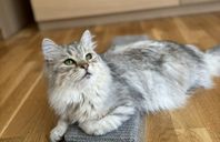 Sibiriska kattungar med stamtavlor