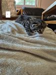 Kattungar