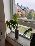 Härlig monstera