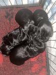 Cocker Spaniel valpar med stamtavla 