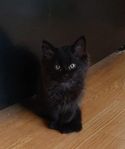 Långhårig Ragdoll/ Norsk skogskatt mix