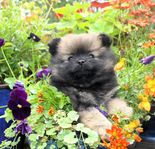 pomeranian valpar