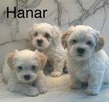 blandras valpar