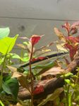Siamese Algae Eater