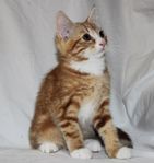 Söta kattungar 