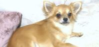 chihuahua hane 3,5 år