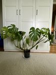 Monstera växt