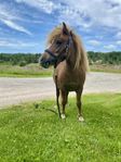 Shetlandsponny 2 år. 