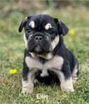 Fransk Bulldog 