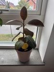 Frisk ficus elastica