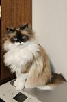 Ragdoll hona Vacker
