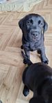 Labrador hane