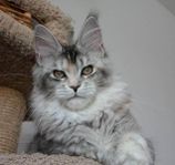 Maine coon hane