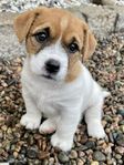 Jack Russell terrier