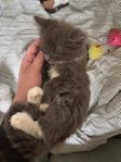 Kattunge leveransklar 13 Juli