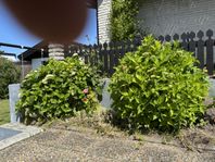 Hortensia