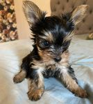 Yorkshireterrier tik valp leveransklar 25 Juli